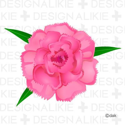 Carnation Flower Pictures Of Clipart And Graphic Design And