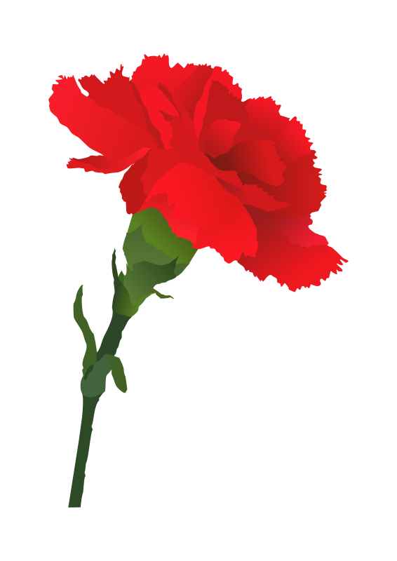 Free Carnation Flower Clip Art
