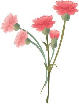 Images Of Carnation   Clipart Best