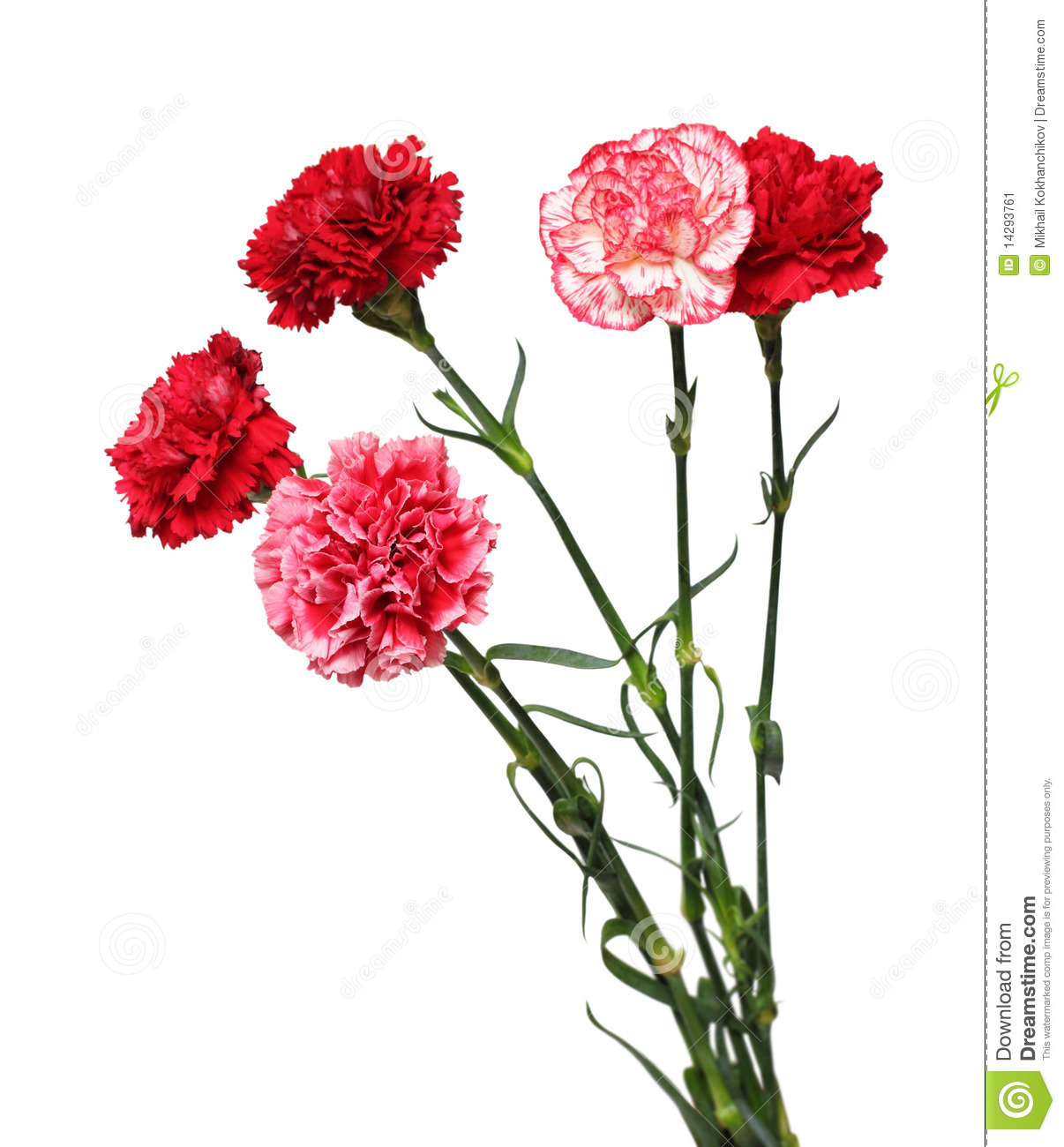 More Similar Stock Images Of   Bouquet Of Carnation Flowers
