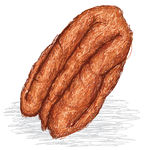 Pecan Nut   Closeup Illustration Of Pecan Nut Isolated In