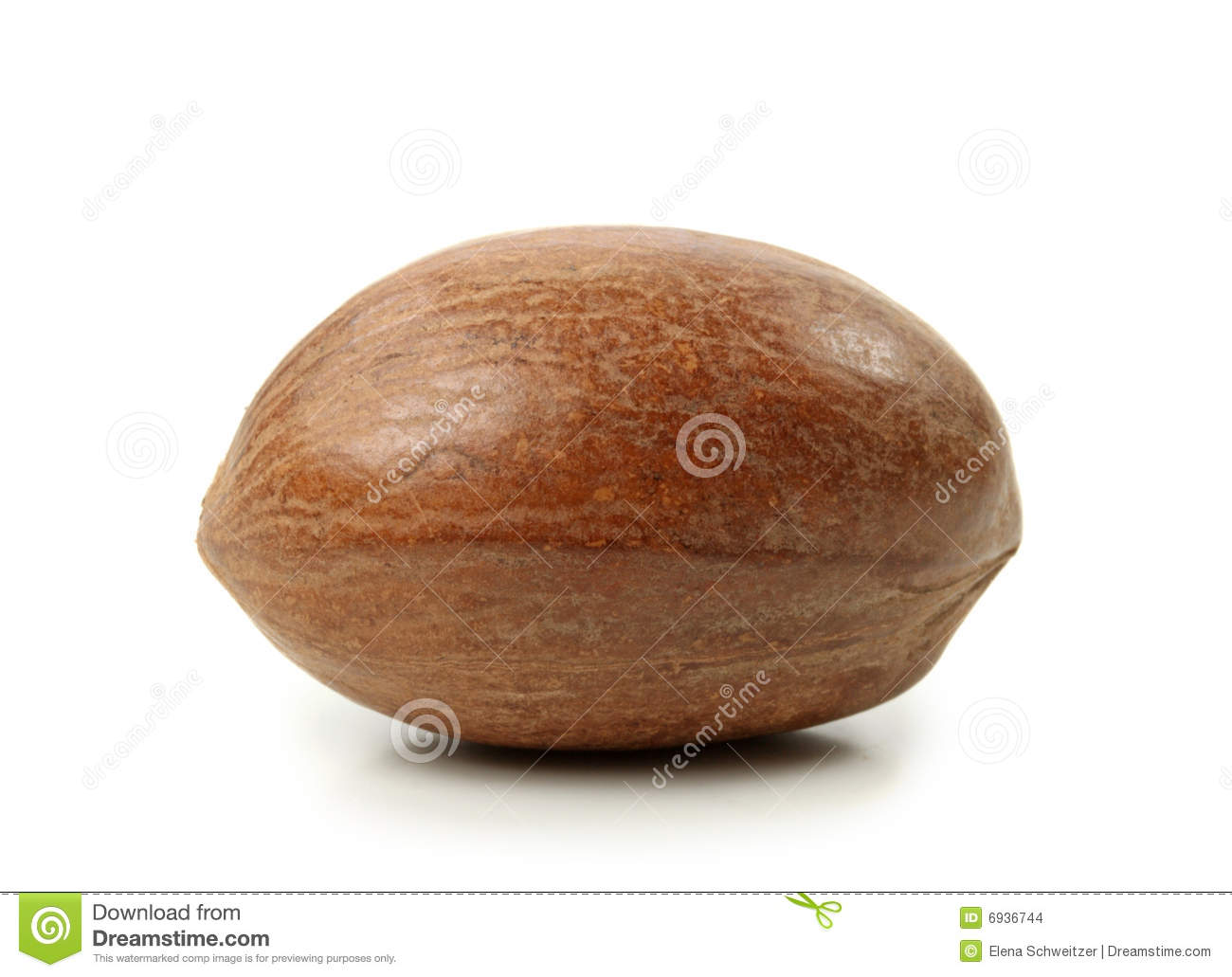 Pecan Nut Stock Images   Image  6936744
