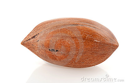 Pecan Nut Stock Photography   Image  12922682