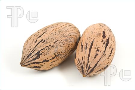 Pecans Clipart Photo Of Two Pecan Nuts On