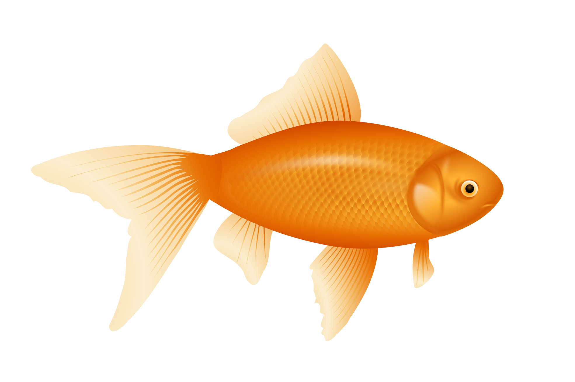 Clipartist Net   Clip Art   Gold Fish Goldfish Svg