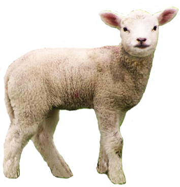 Lamb Transparent Png Clipart Animal Clip Art
