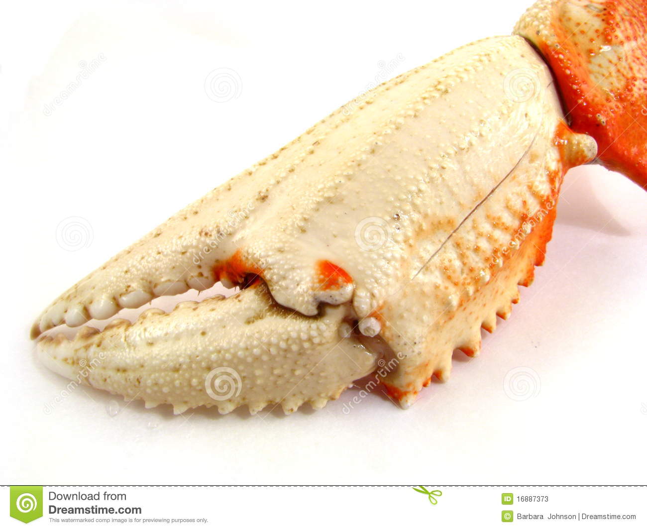 Crab Claw Stock Photos   Image  16887373