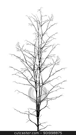 Leafless Tree Stock Vector Clipart Leafless Dry Tree Silhouette On