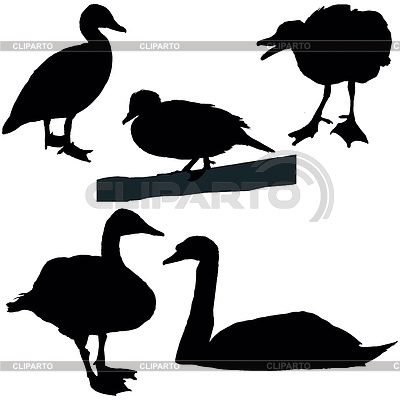 Ducks And Swans Set Of A Black Vector Silhouettes     Belyaev