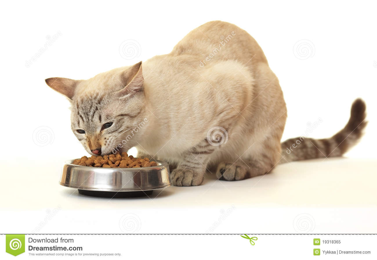 Cat Eating Clipart Cat Eat Dry Food