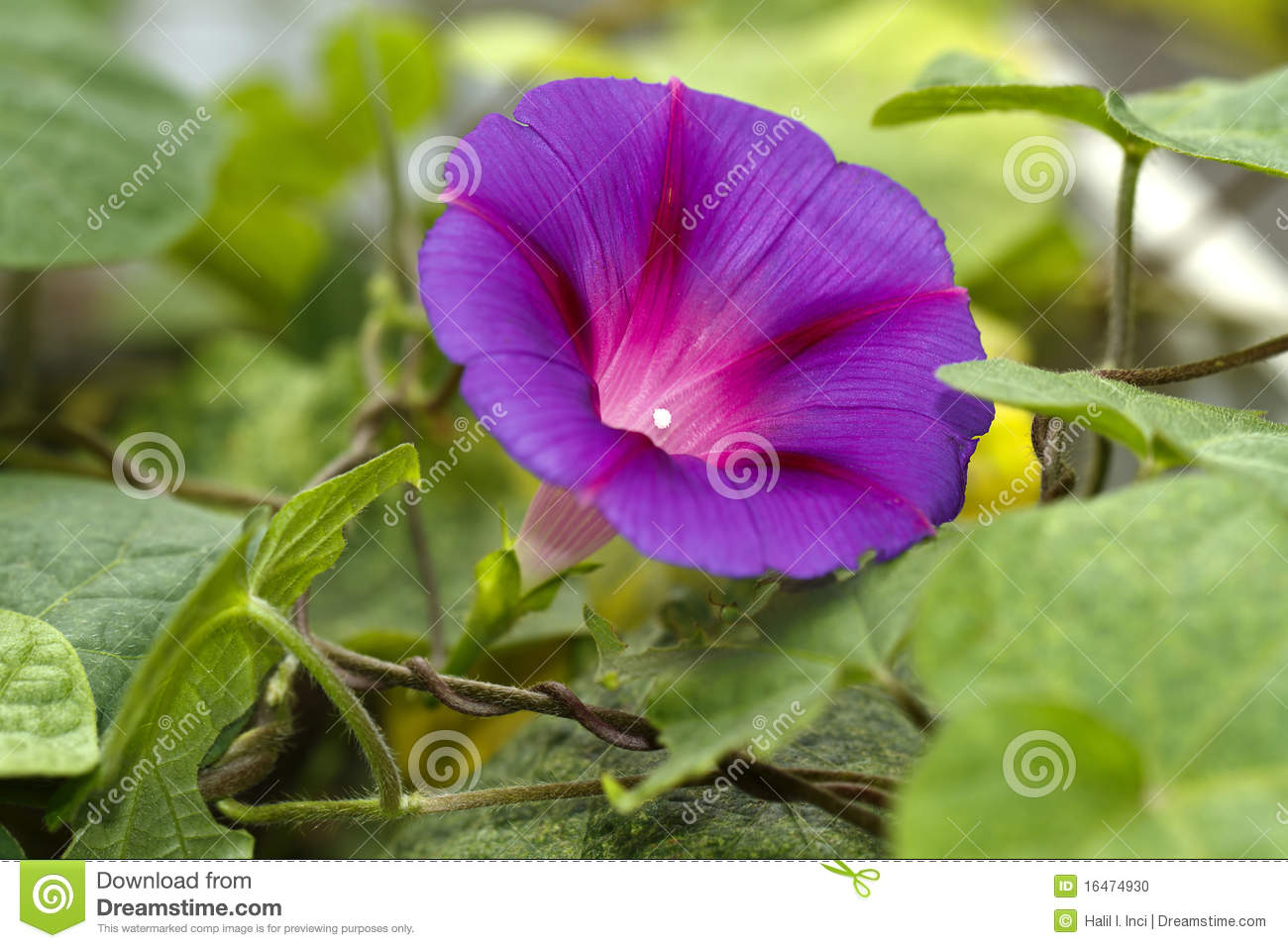 Climbing Flower Ipomea Heavenly Blue Stock Photo   Image  16474930