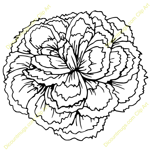 Description A Large Carnation Flower Keywords Large Carnation