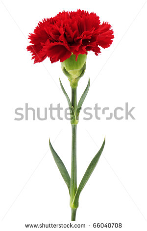 Red Carnation On White Background