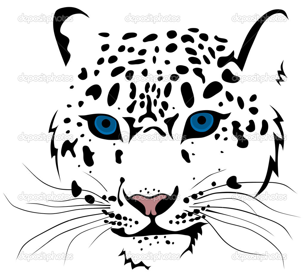Snow Leopard   Stock Vector   Oorka5  5162226