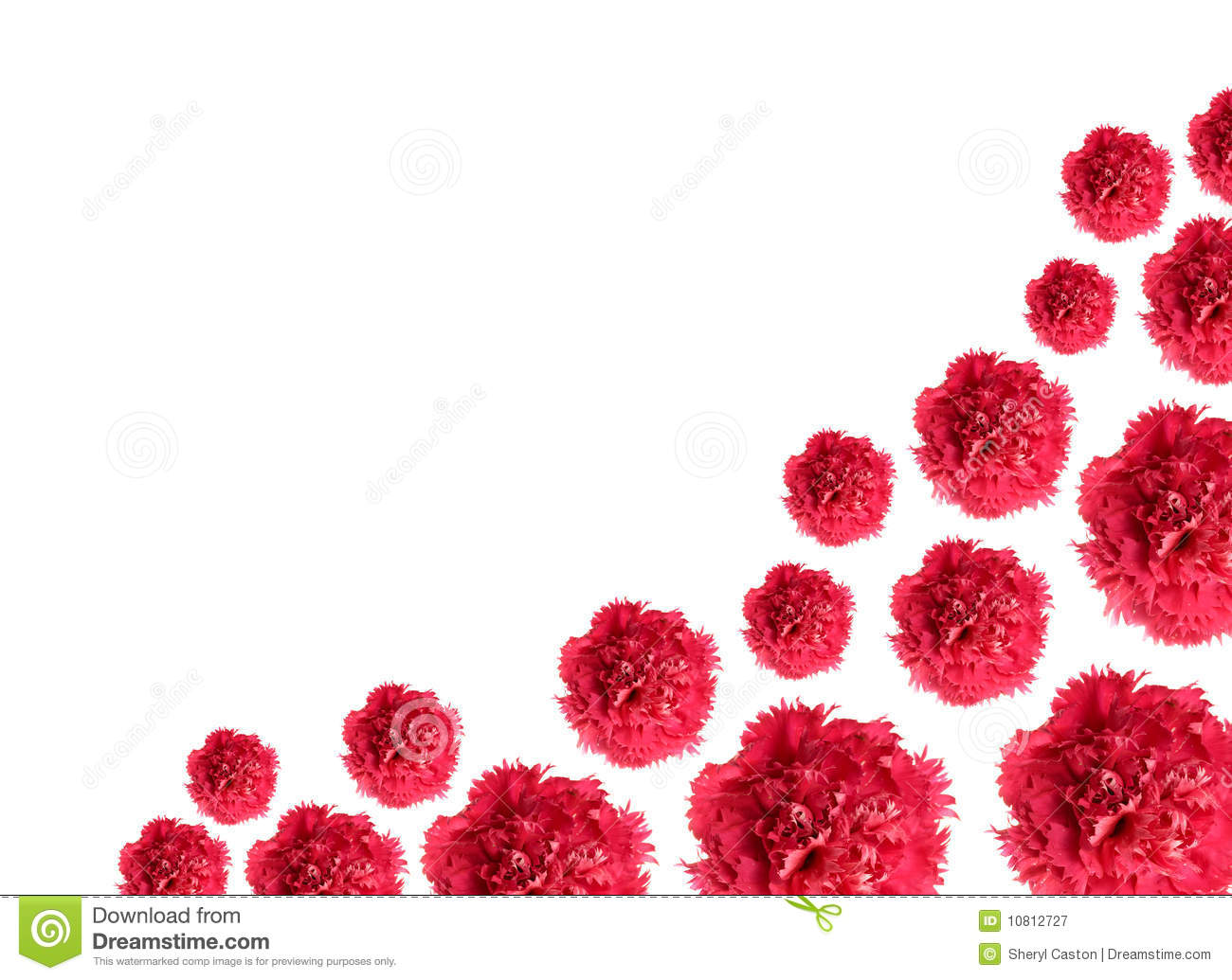 Carnations Isolated On White Background As Border Pattern