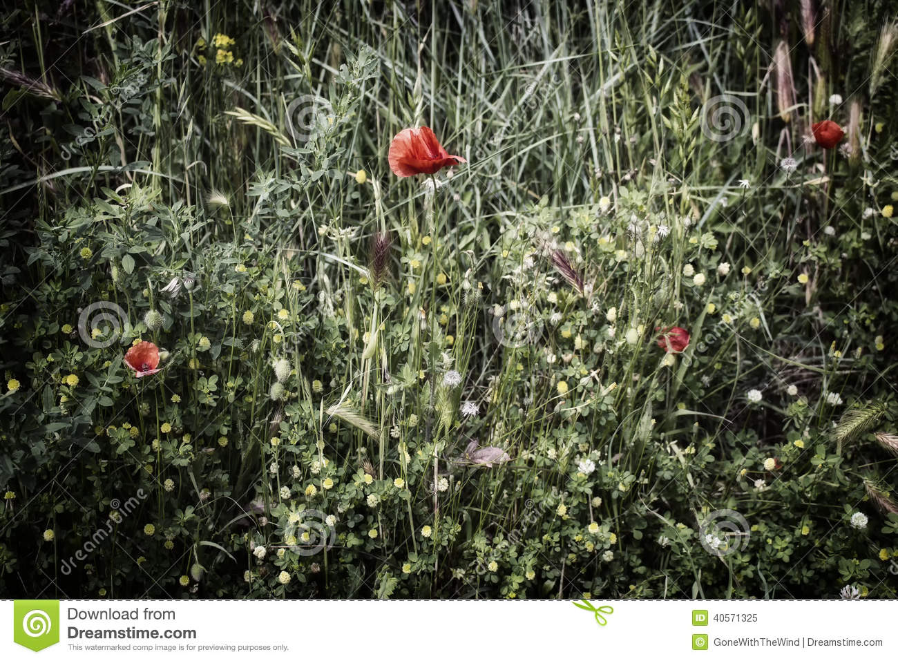 Red Poppies On Green Weeds Field With Yellow Flowers In Italian