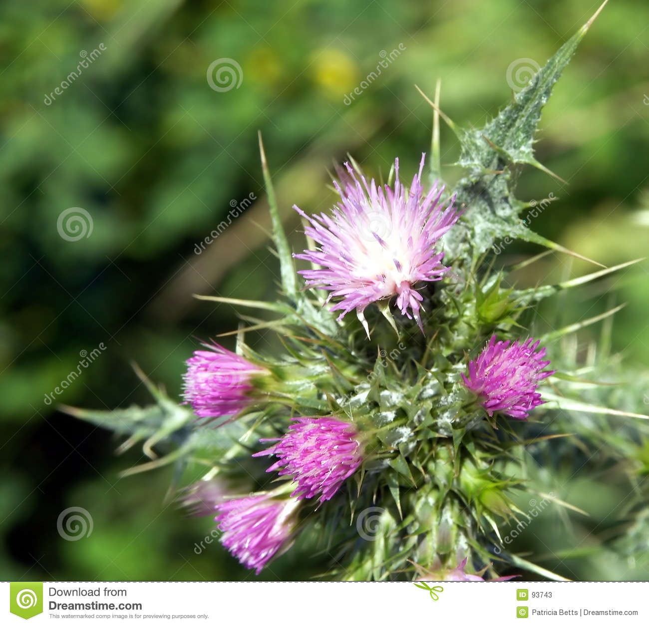 Weed In Full Bloom With Purple Flowers And Thorns