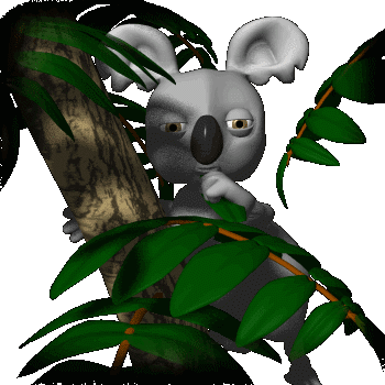 Koala Gif Gif