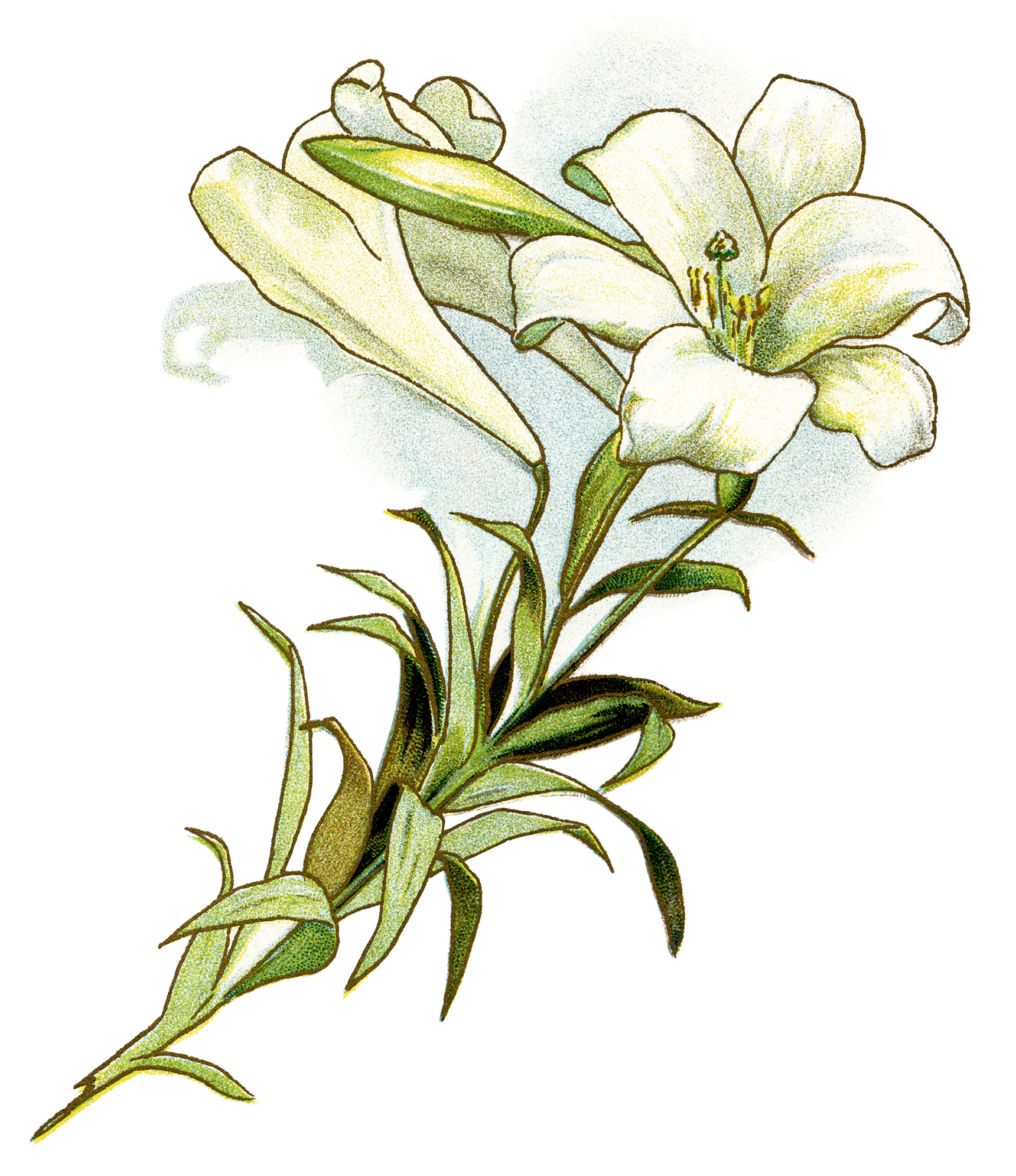 This Beautiful Vintage Image Of A White Lily Is From A Book Of Poetry