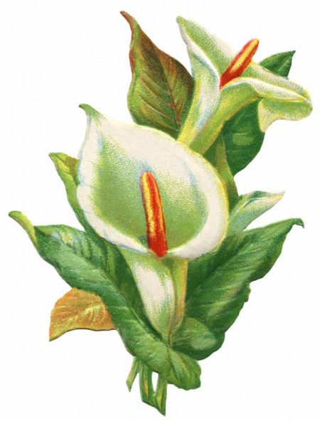 Vintage Easter Lily Clip Art   Click For Printable Larger Image