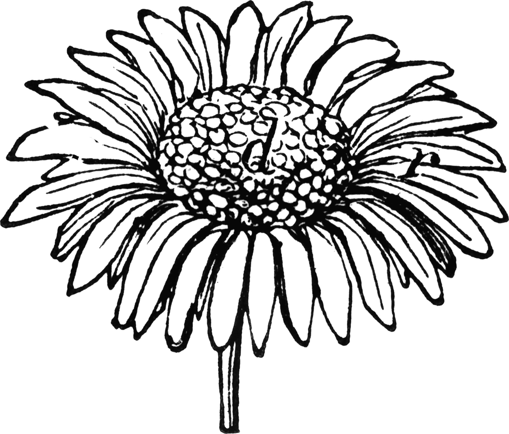 Daisy Flower   Clipart Etc