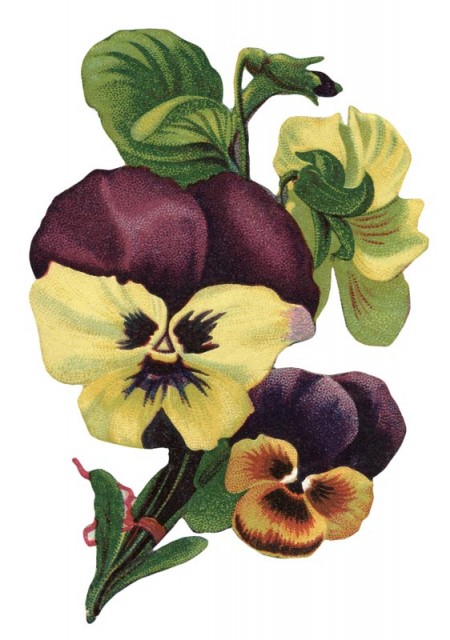 Antique Images Free Flower Clip Art Pansy Die Cut From Pictures