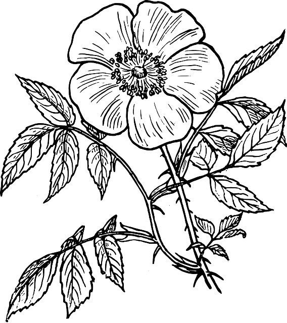 Black Outline Drawing Plants Flower White Flowers   Public
