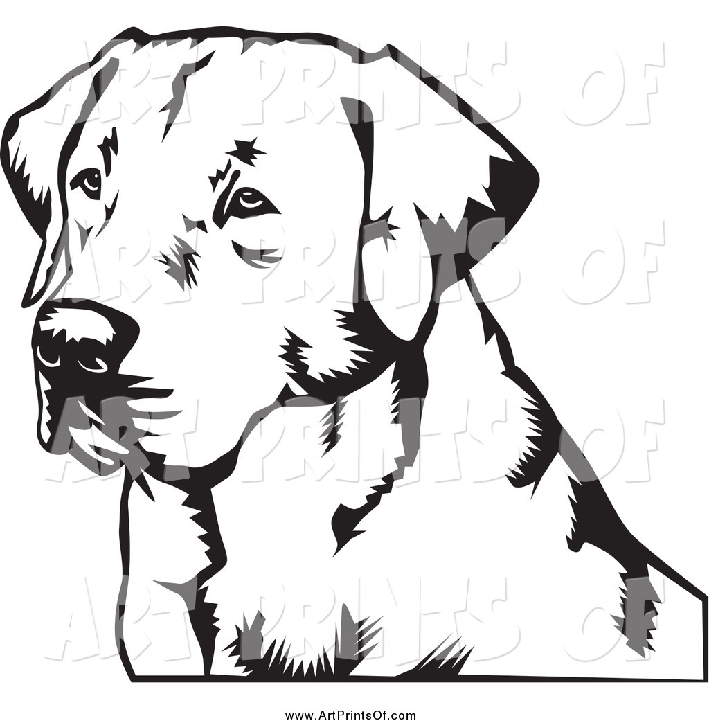 File Of A Black And White Labrador Retriever Dog By David Rey    871