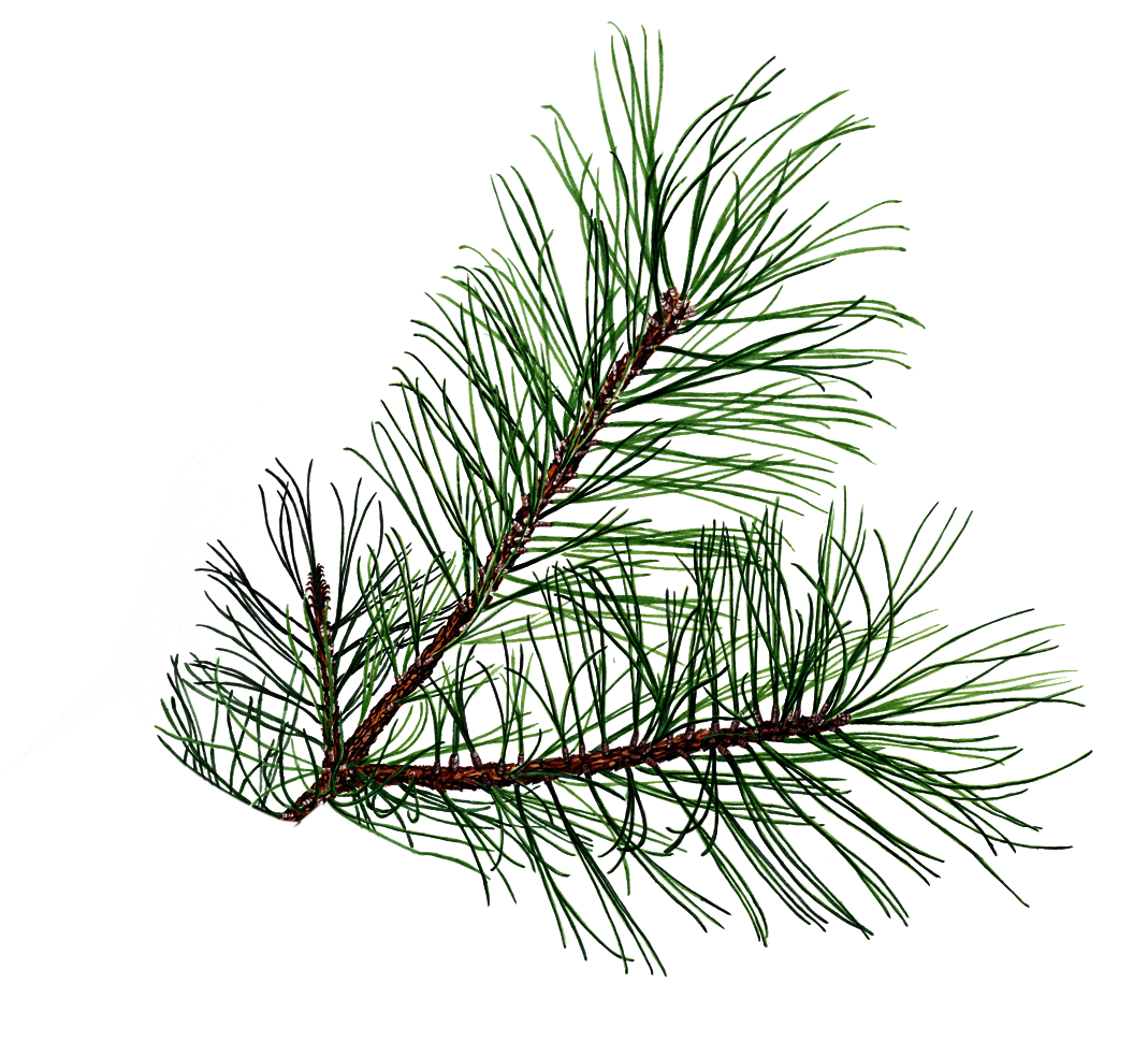 Pine Branch   Free Images At Clker Com   Vector Clip Art Online