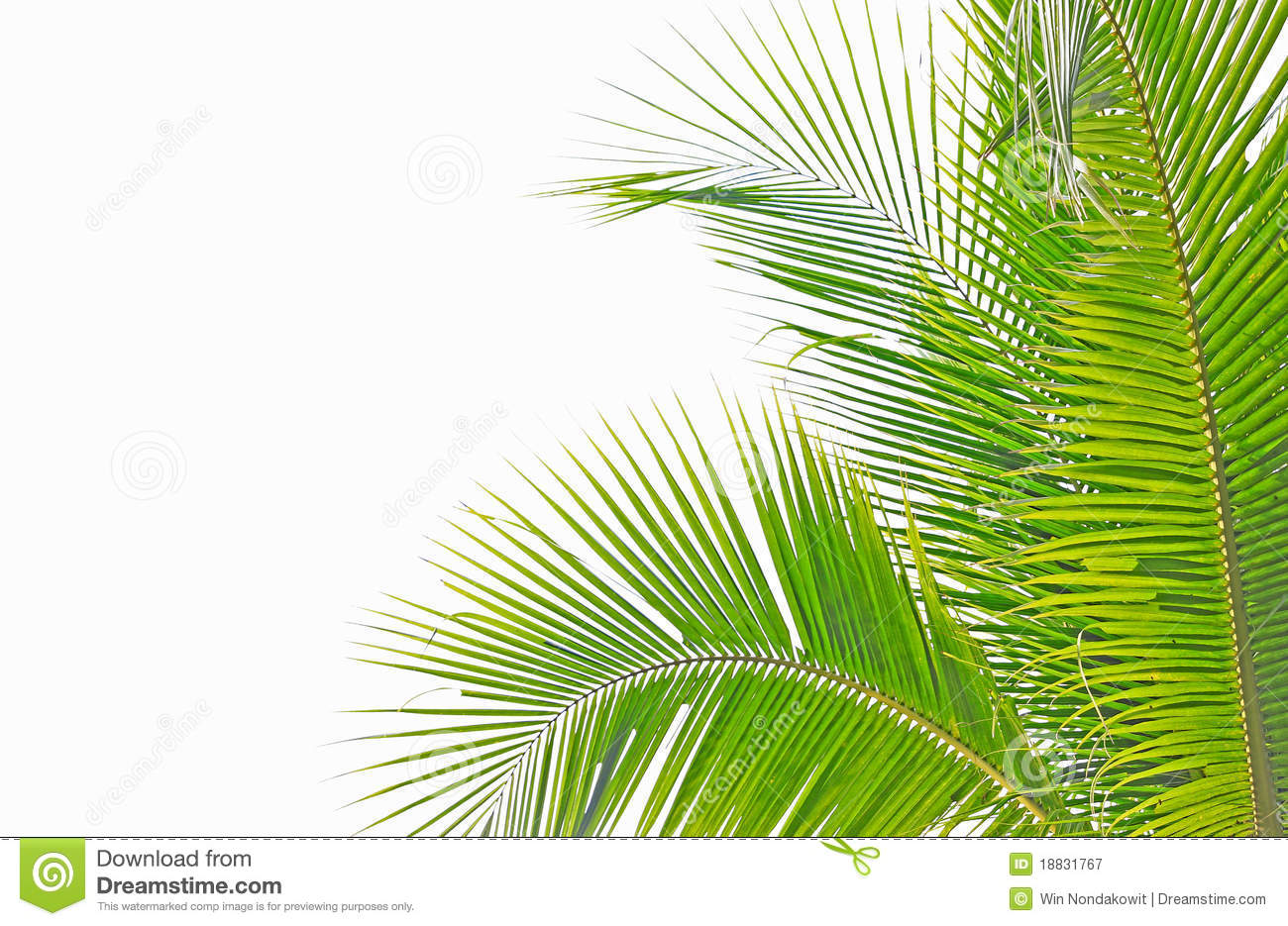 Palm Leaf Isolated On White