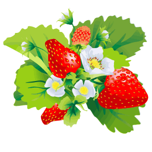 Tagged As  Flower  Fruit  Strawberries  Vector