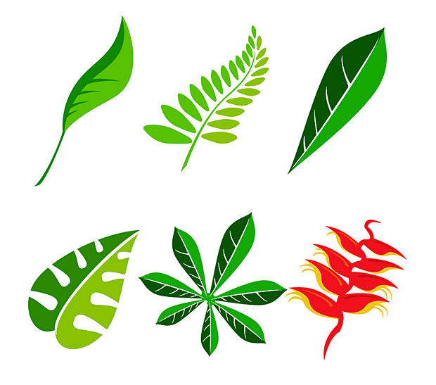 Jungle Leaf Vector Graphics   Free Vectors   Graphics