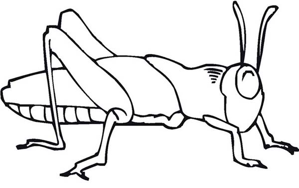 Grasshopper Coloring Page   Clipart Panda   Free Clipart Images