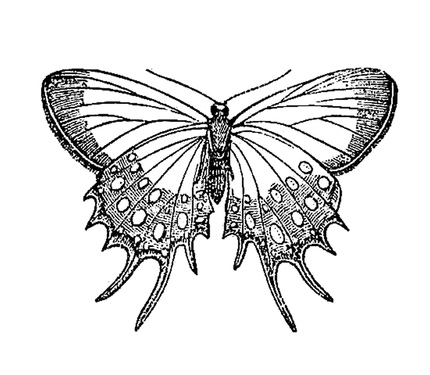 Vintage Insect Clip Art  Butterfly Graphic Design From Natural History
