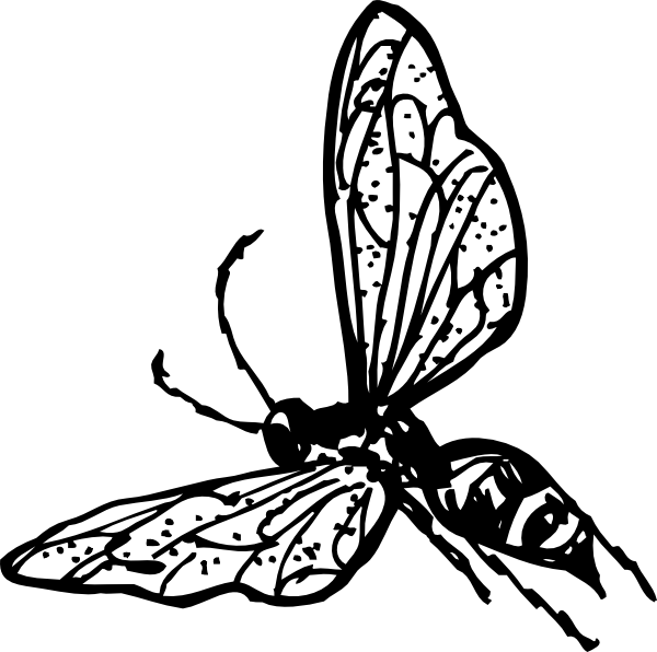 Wasp Clip Art At Clker Com   Vector Clip Art Online Royalty Free    