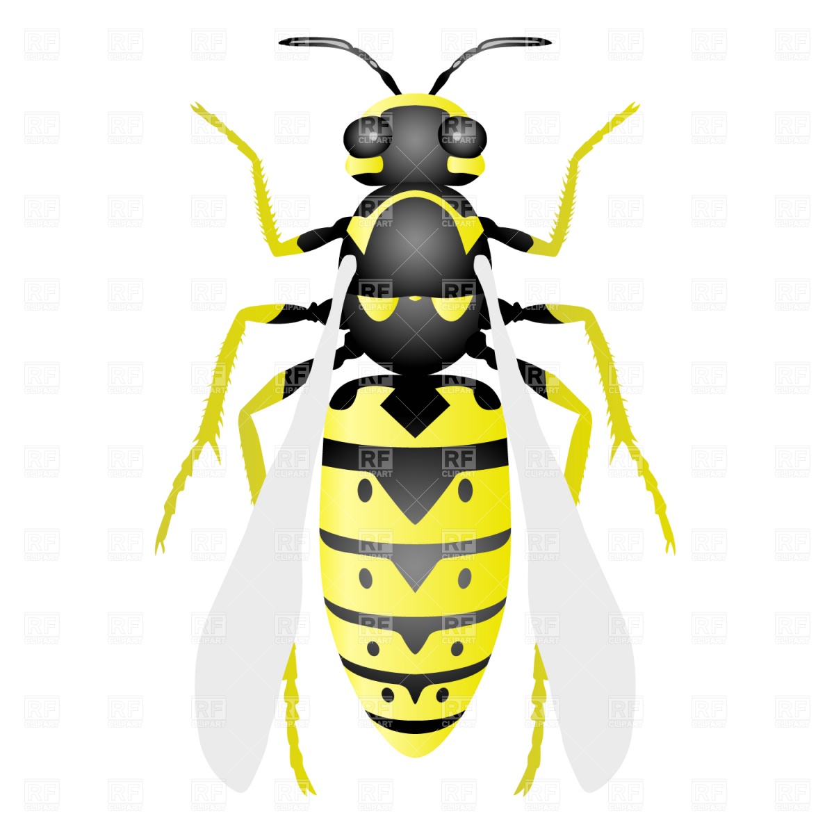 Wasp Plants And Animals Download Royalty Free Vector Clip Art  Eps 