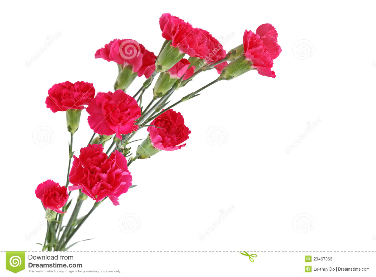 Red Carnation Dianthus Caryophyllus Flowers Isolated On White