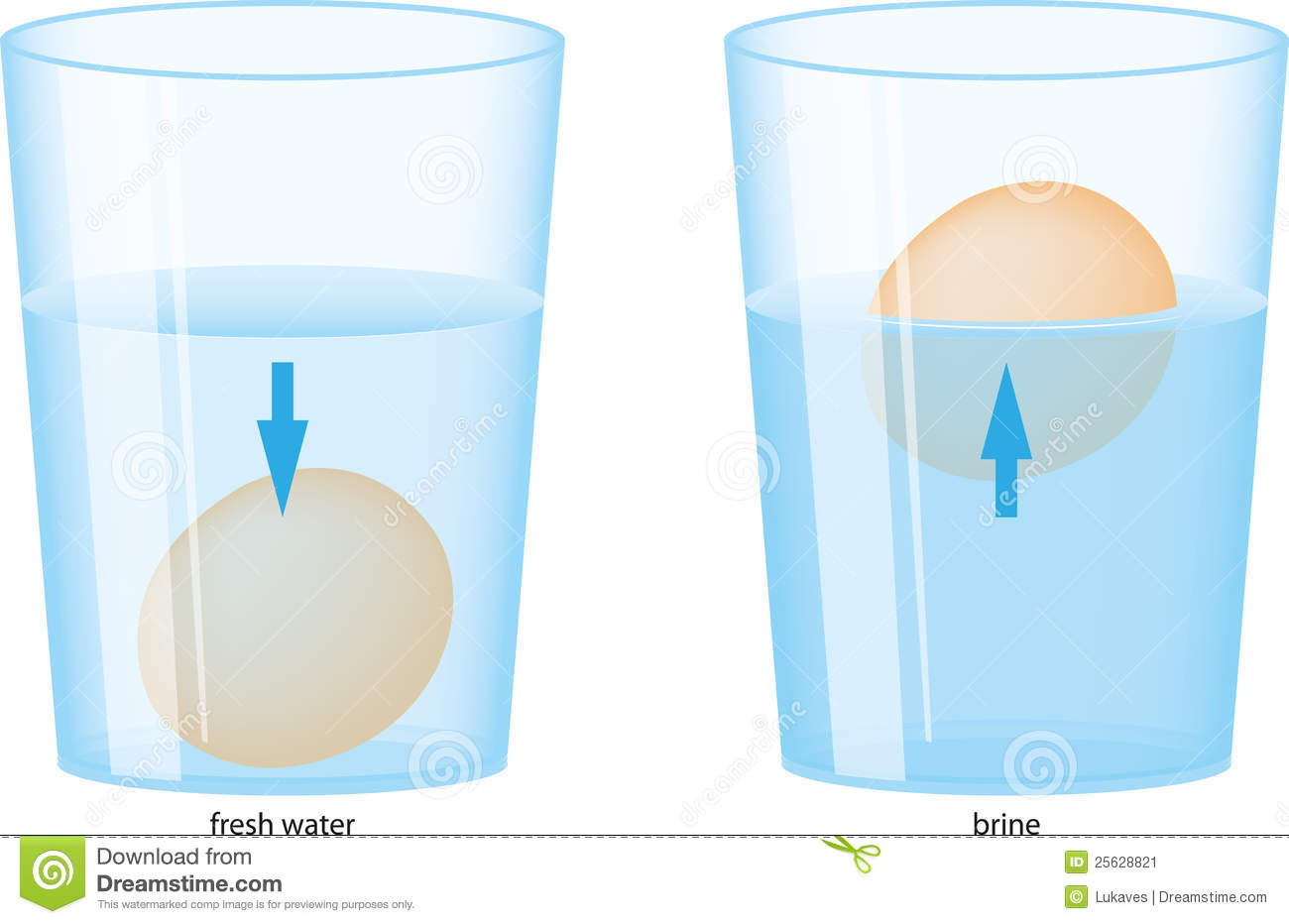 The Egg In Salt Water  Higher Density Of Water The Egg Floats