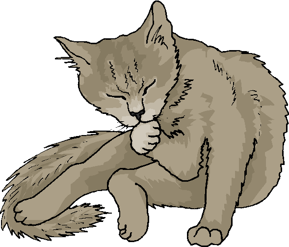 Funny Cat Wash His Face Free Animal Clipart   Free Microsoft Clipart