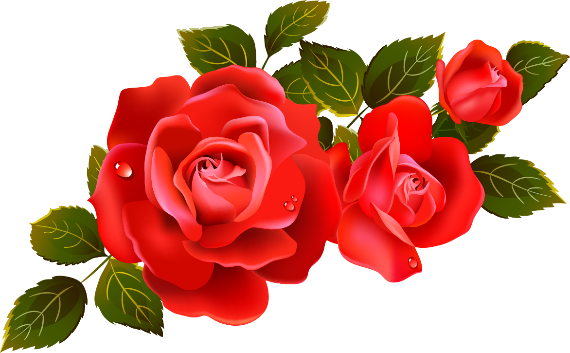 Red Rose   Png   Clipart Best