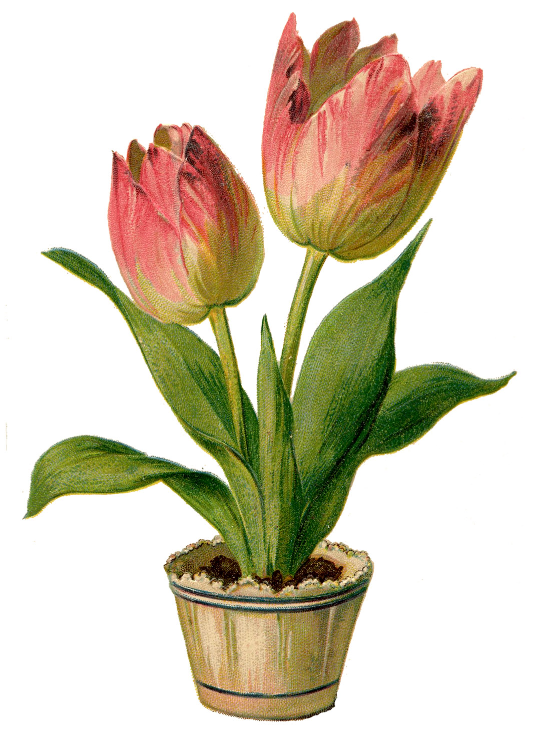 Vintage Clip Art   Pretty Pink Tulips   The Graphics Fairy