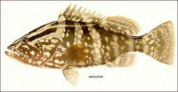 Free Grouper Clipart   Free Clipart Graphics Images And Photos