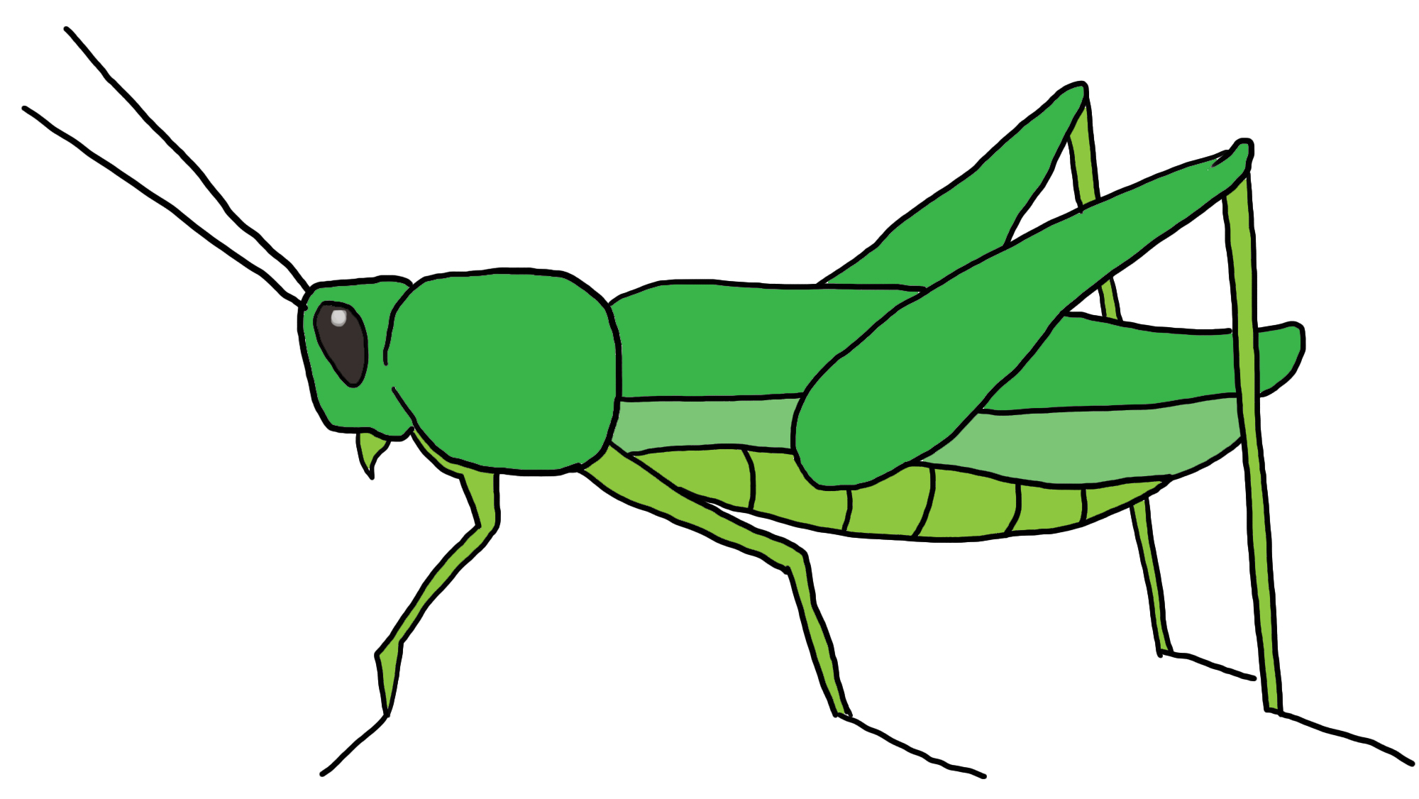 How To Draw A Grasshopper  5 Steps  With Pictures    Wikihow