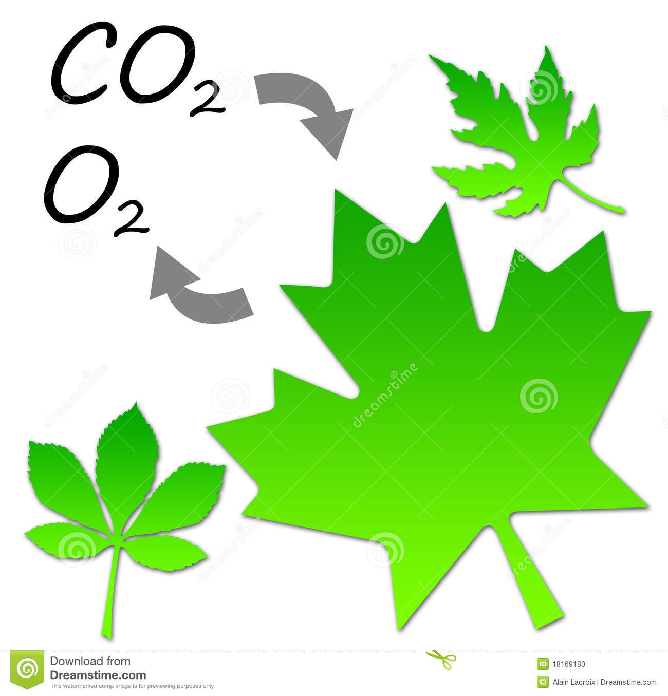 Forming Oxygen And Absorbing Carbon Dioxide Through Photosynthesis