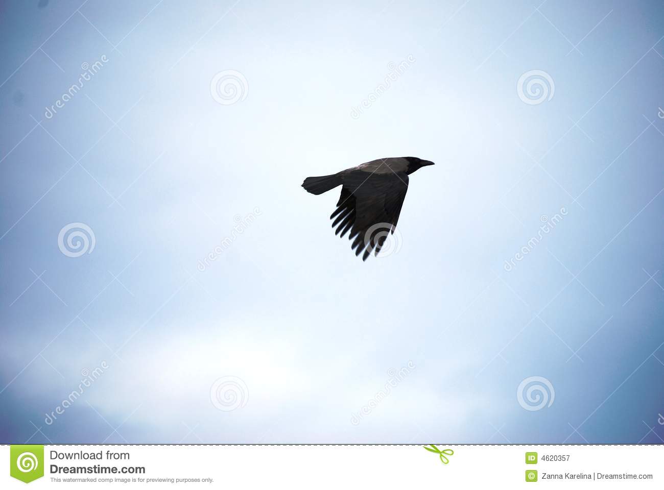 Raven In The Sky Royalty Free Stock Photography   Image  4620357