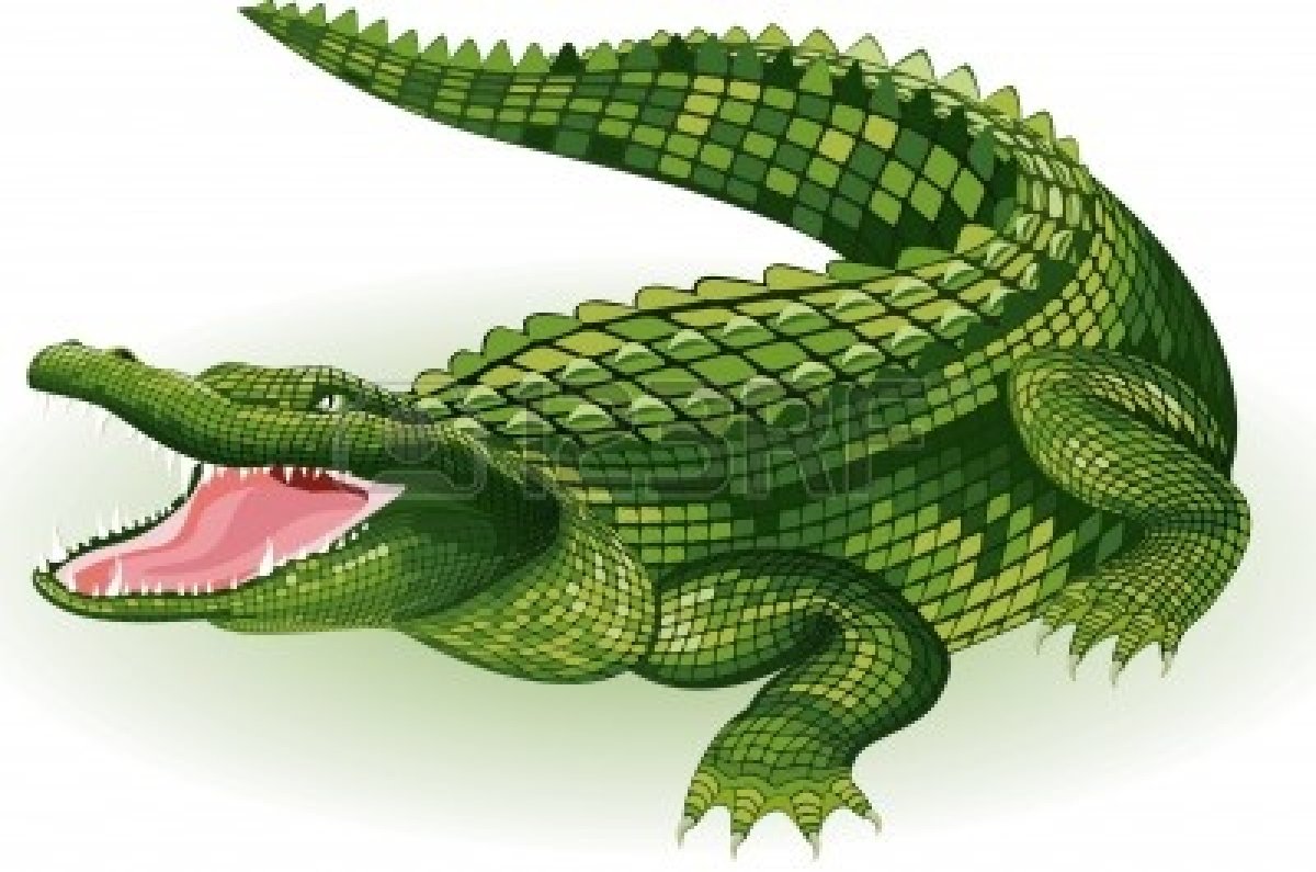 Vector Illustration Of A Crocodile On White Background   Free Images