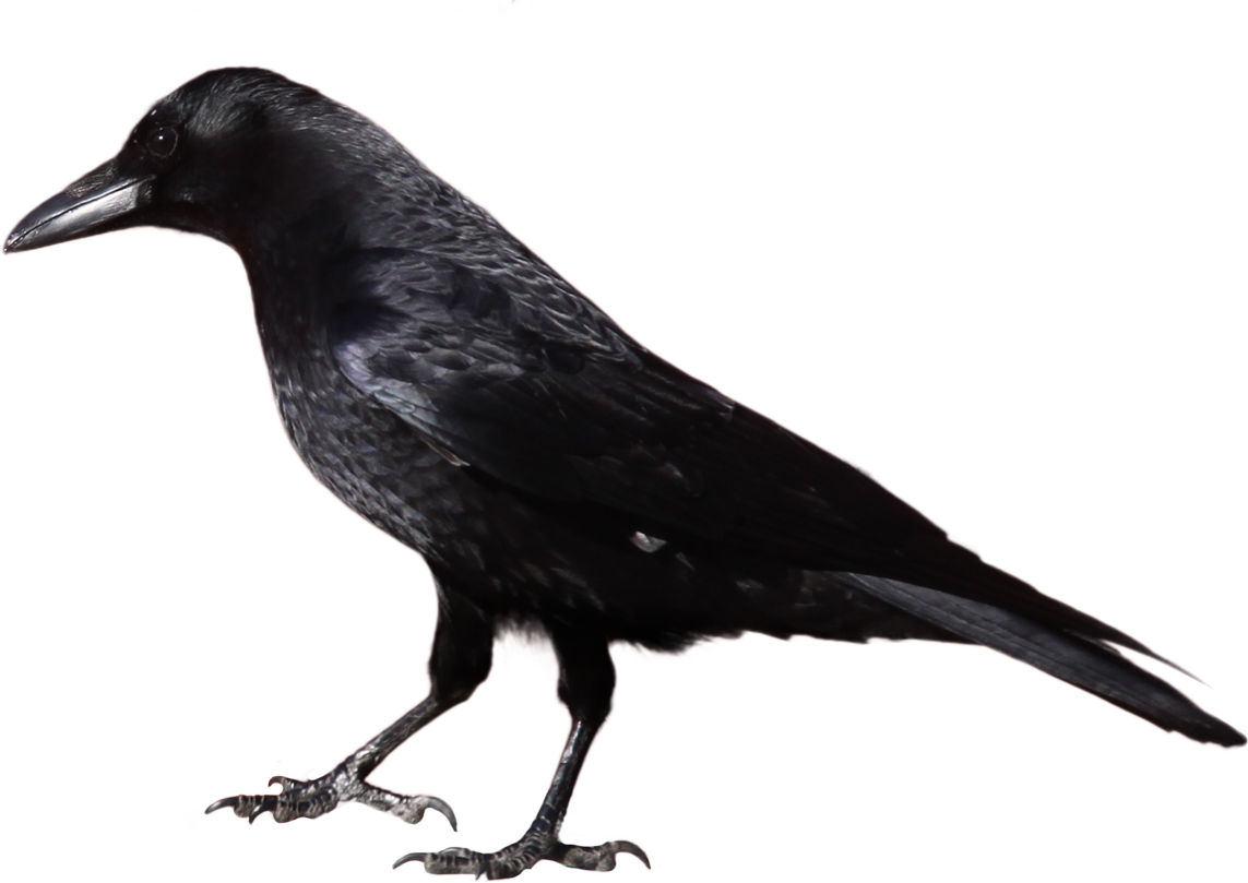 Crow Clipart 29514   Studiobin