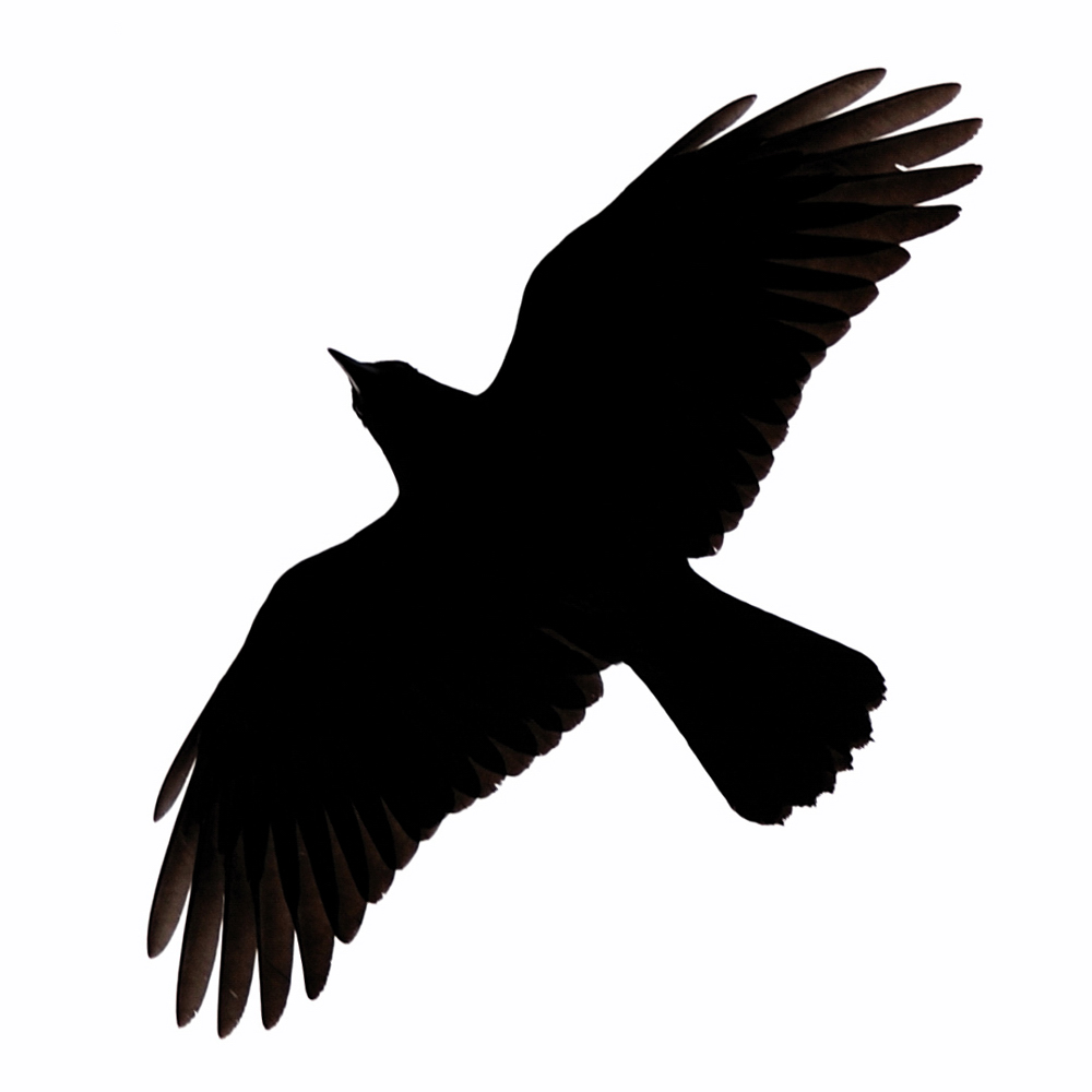 Crow Silhouette   Clipart Best