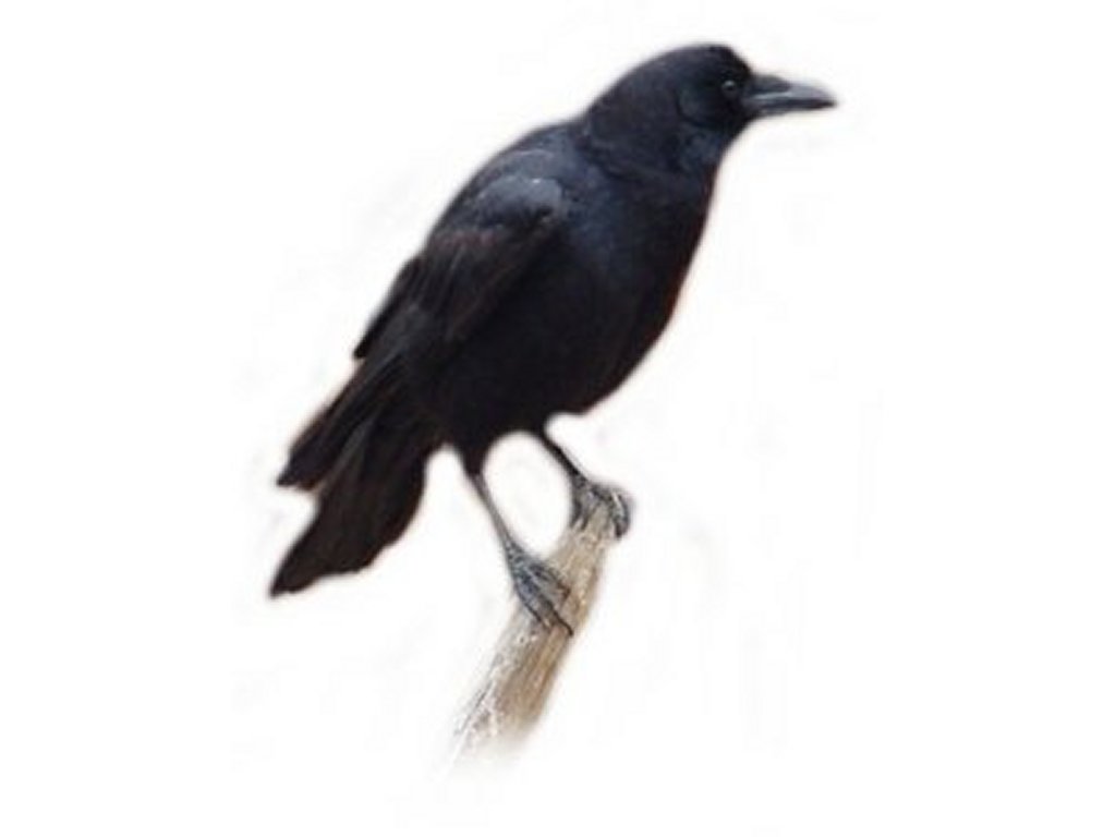 Free Crow Clipart Pictures