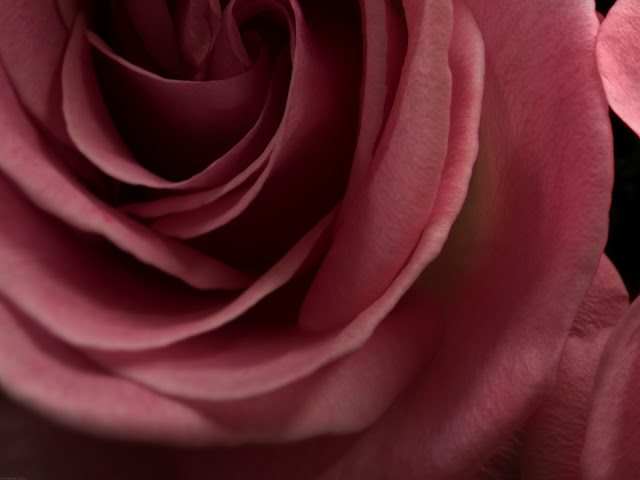 Burgundy Rose Wallpaper